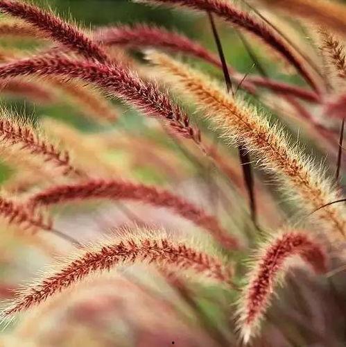 高清资源欧美草比,探索草比艺术的独特魅力